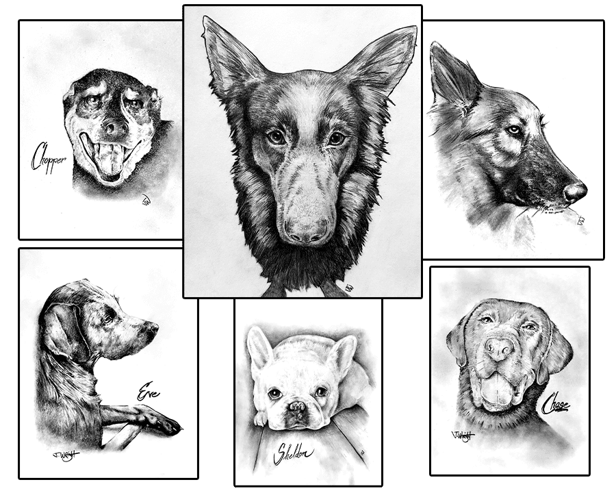 Pet Portraits 